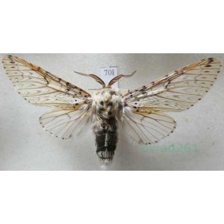 Cerura erminea (Esper, 1783) Widłogonka gronostajka Czech70l